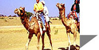 Camel Safari in Pushkar 