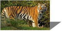 the great Indian Tigers